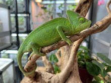 Load image into Gallery viewer, Female Veiled Chameleon 🚺 (I6)
