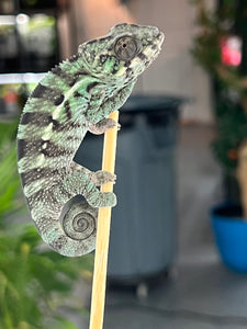 Nosy Be Male: Davinci Jr. x Clementine (R2)