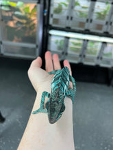 Load image into Gallery viewer, Nosy Be male: Blucifer x  Don Juan (F2)
