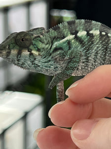 Nosy Be Male: Davinci Jr. x Clementine (R2)