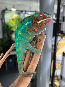 Ambilobe male: (J12)