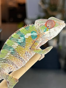 Ambilobe male: Flash x Opal (I4)