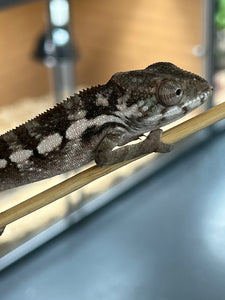 Ambilobe FEMALE: 🚺 Flash babies!
