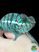 Load image into Gallery viewer, Nosy Be male: Blucifer x  Don Juan (F2)
