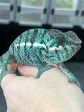 Load image into Gallery viewer, Nosy Be male: Blucifer x  Don Juan (F2)
