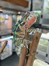 Load image into Gallery viewer, Ambilobe male: Skittles x Nugget (I8)
