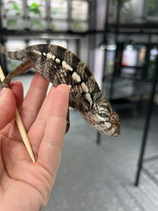 Ambilobe FEMALE: Phoenix x Nugget 🚺 (J15)