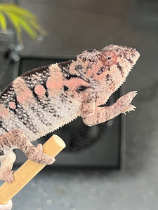 RTB Ambilobe FEMALE: Rebel x Nugget 🚺 (J13)
