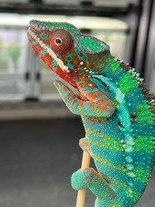 Ambilobe male: (J12)