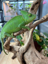 Load image into Gallery viewer, Female Veiled Chameleon 🚺 (I6)
