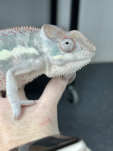 Ambilobe male: Phoenix x KaleidosDope (J3)