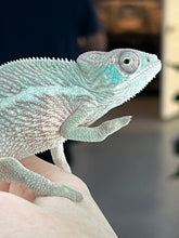 Load image into Gallery viewer, Ambilobe male: Sam x Emma (J10)
