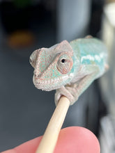 Load image into Gallery viewer, Ambilobe male: (J10)
