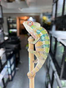 Ambilobe male: Flash x Opal (I4)