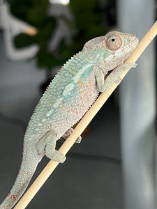 Ambilobe male: (J10)