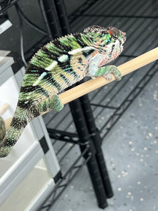 Ambilobe Male: Rebel x Nugget (C18)
