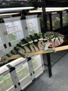 Ambilobe Male: Rebel x Nugget (C18)