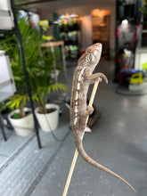 Load image into Gallery viewer, Ambilobe FEMALE: Phoenix x Nugget 🚺 (J15)
