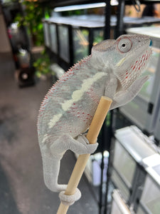 Ambilobe male: Phoenix x KaleidosDope (J3)