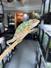 Load image into Gallery viewer, Ambilobe male: Flash x Opal (I4)
