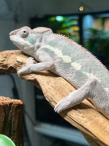 Ambilobe male: Phoenix x KaleidosDope (J3)