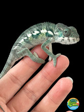 Load image into Gallery viewer, Ambilobe male: Sam x Emma (R8)
