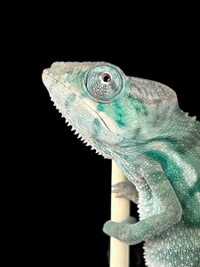 Nosy Be male: Blucifer x  Don Juan (J16)