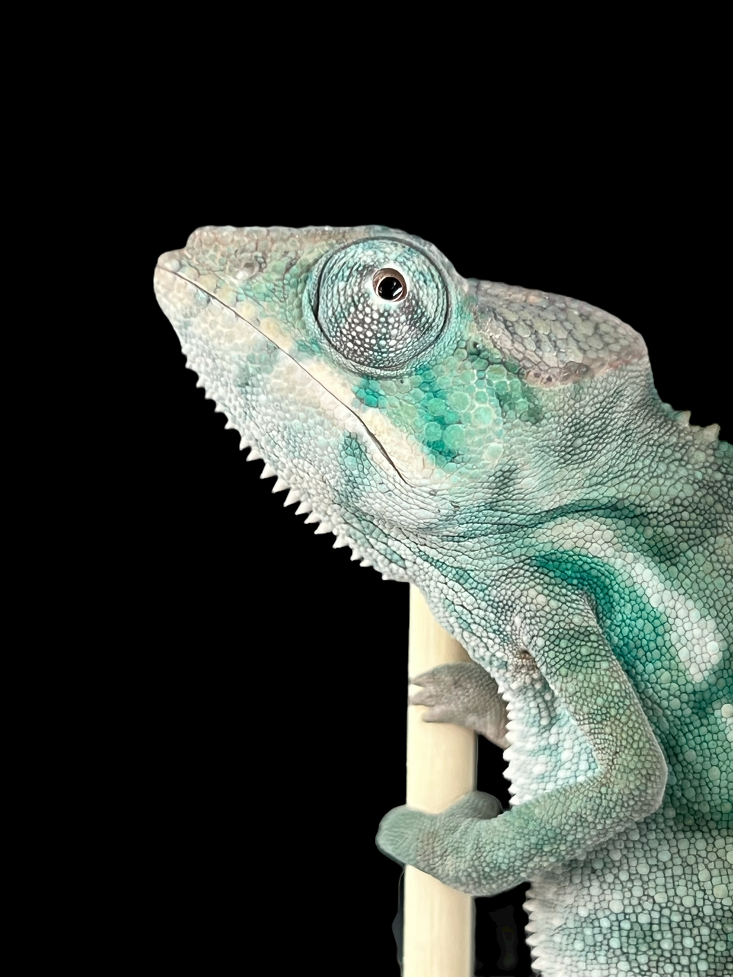Nosy Be male: Blucifer x  Don Juan (J16)
