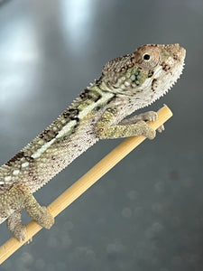 Ambilobe male: Flash x Georgia (R6)