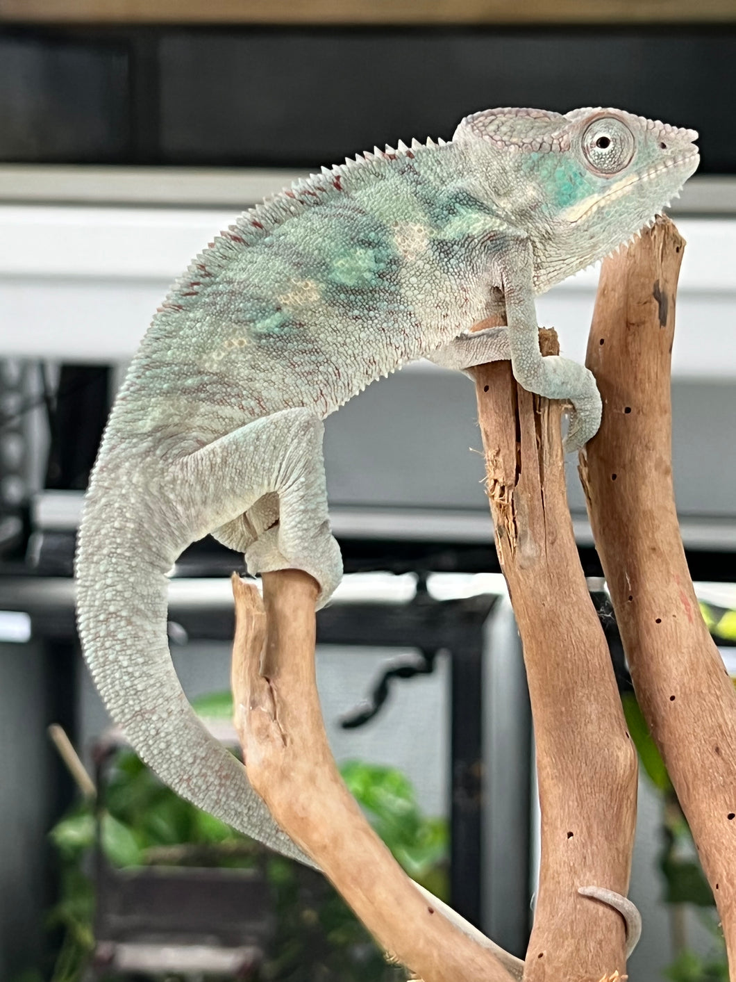 Ambilobe male: Phoenix x Kaleidos Dope (T2)