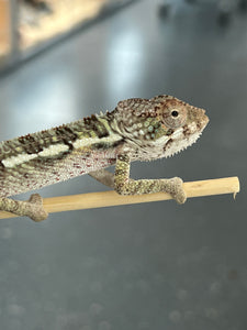 Ambilobe male: Flash x Georgia (R6)