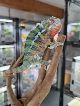 Load image into Gallery viewer, Ambilobe male: Skittles x Nugget (I8)
