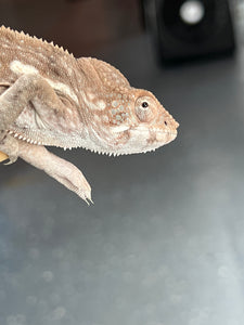 Ambilobe FEMALE: Rebel x Nugget 🚺 (C20)