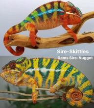 Load image into Gallery viewer, Ambilobe male: Skittles x Nugget (I8)
