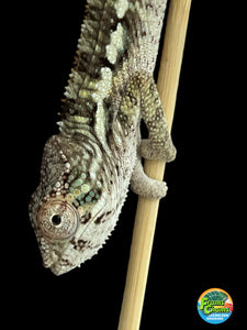 Ambilobe male: Flash x Georgia (R6)