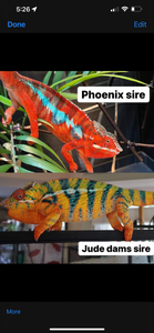 Ambilobe Male: Phoenix x Jude (J2)
