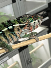 Load image into Gallery viewer, Ambilobe Male: Rebel x Nugget (C18)
