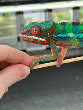Load image into Gallery viewer, Ambilobe male: (J12)
