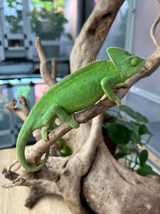 Female Veiled Chameleon 🚺 (I6)