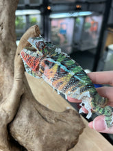 Load image into Gallery viewer, Ambilobe male: Skittles x Nugget (I8)
