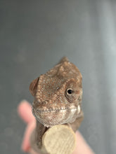 Load image into Gallery viewer, Ambilobe FEMALE: Rebel x Nugget 🚺 (C20)

