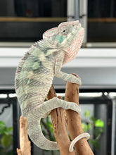 Load image into Gallery viewer, Ambilobe male: Phoenix x Kaleidos Dope (T2)
