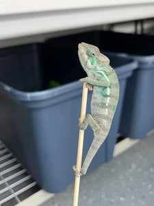 Nosy Be male: Blucifer x  Don Juan (J16)