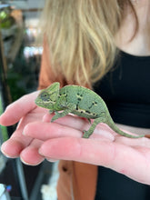 Load image into Gallery viewer, Female Veiled Chameleon 🚺 (E14) 3 months
