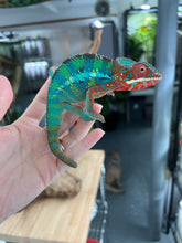Load image into Gallery viewer, Ambilobe male: (J12)

