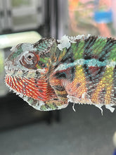 Load image into Gallery viewer, Ambilobe male: Skittles x Nugget (I8)
