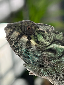 Nosy Be Male: Davinci Jr. x Clementine (R2)