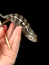 Load image into Gallery viewer, Ambilobe FEMALE: Phoenix x Nugget 🚺 (J15)
