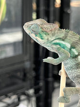 Load image into Gallery viewer, Nosy Be male: Blucifer x  Don Juan (J16)

