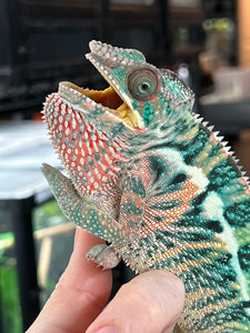 Ambilobe Male: Phoenix x Jude (J2)